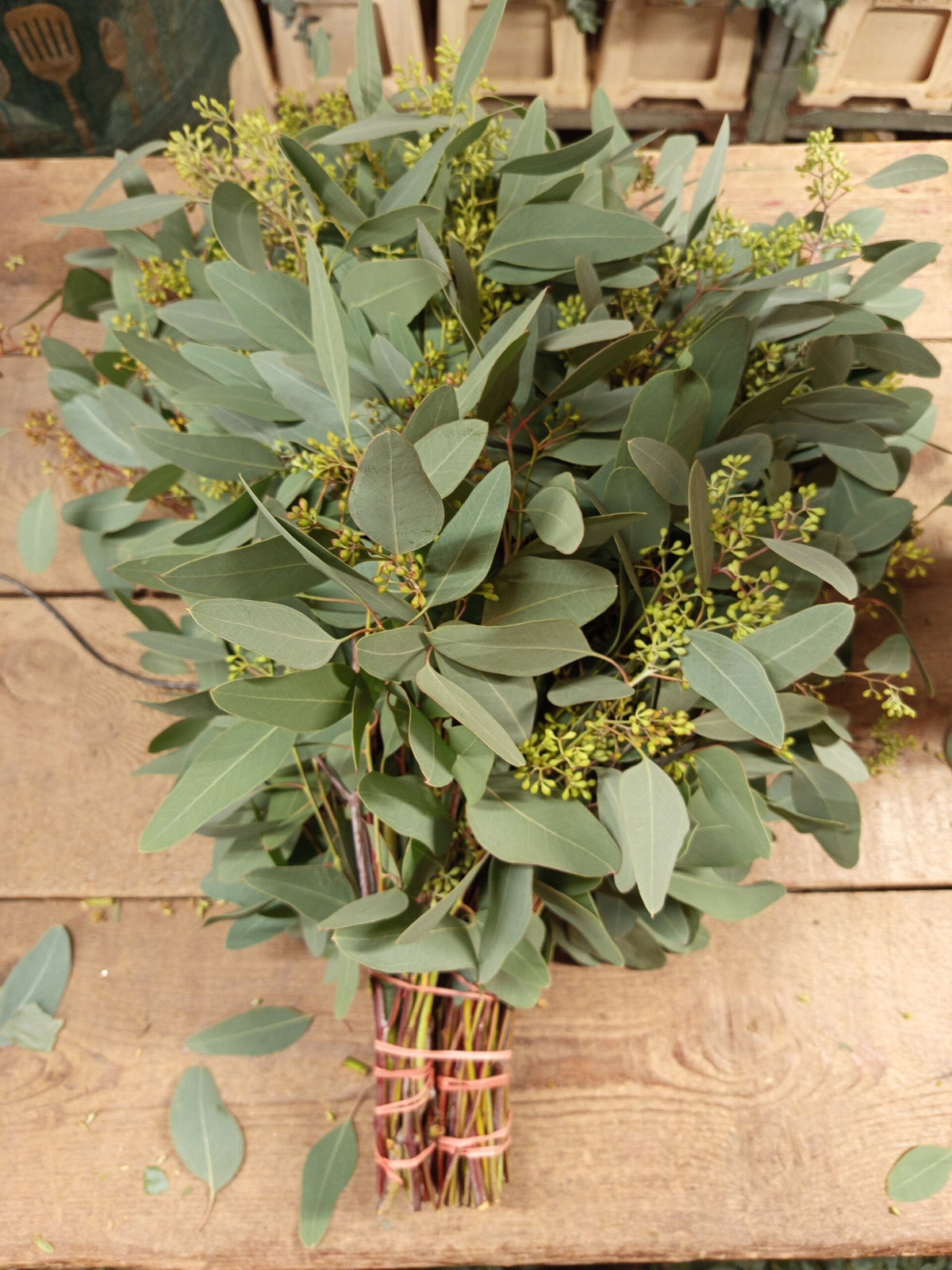 Populus graine — long