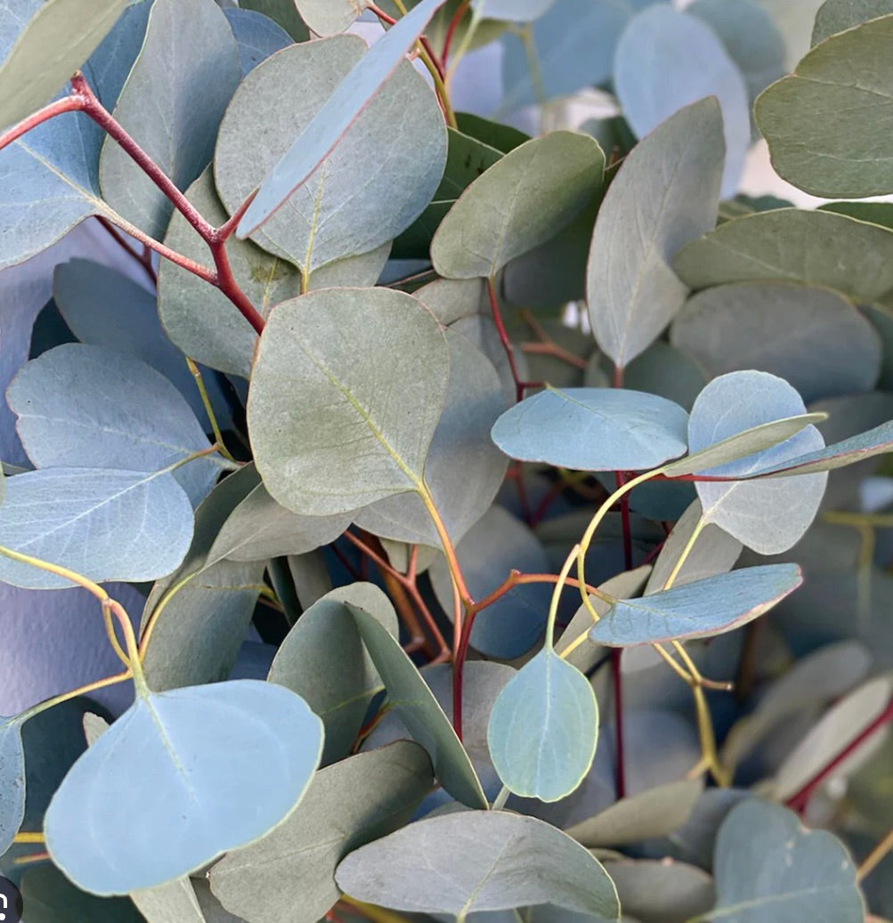 Populus feuille