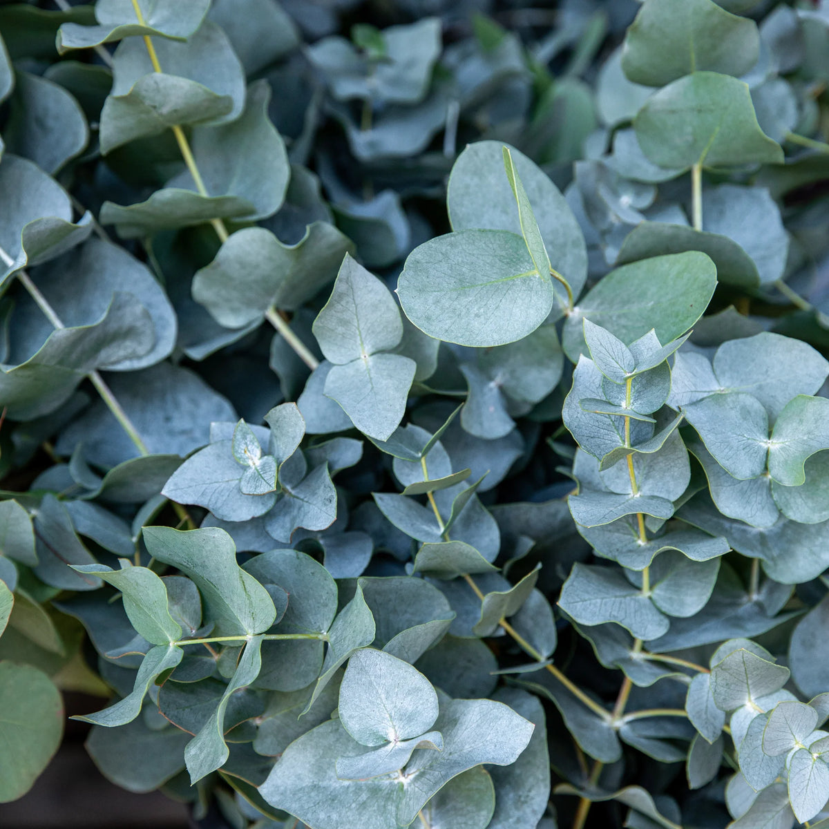 Eucalyptus cinéréa — 150 g