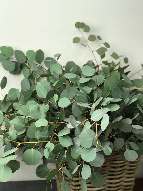 Populus feuille