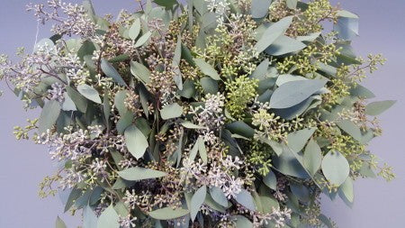 Populus graine — long