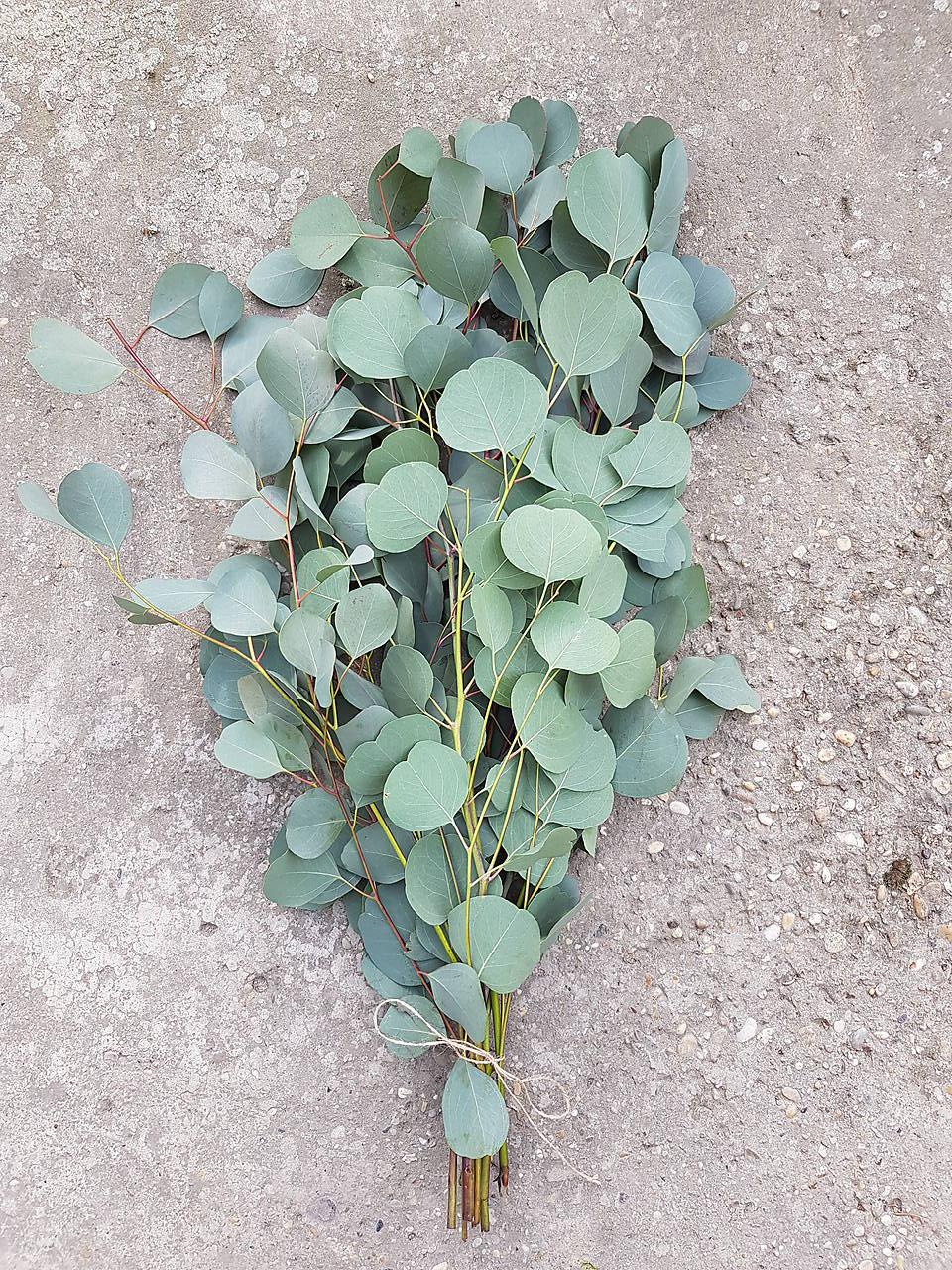 Populus feuille