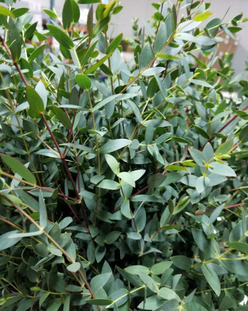 Eucalyptus Parvifolia