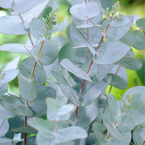 Eucalyptus cinéréa — 150 g