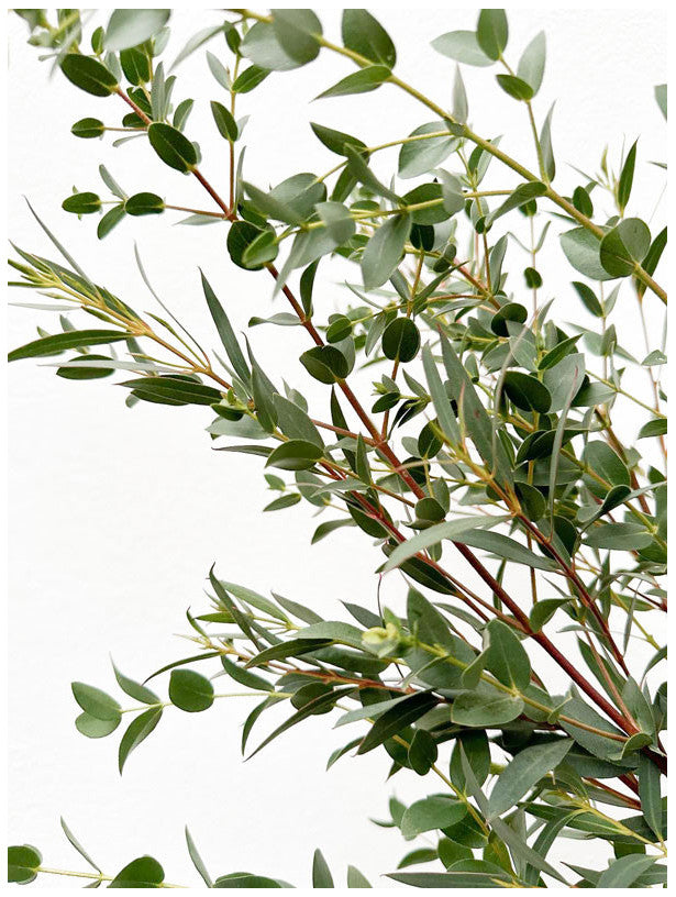 Eucalyptus Parvifolia