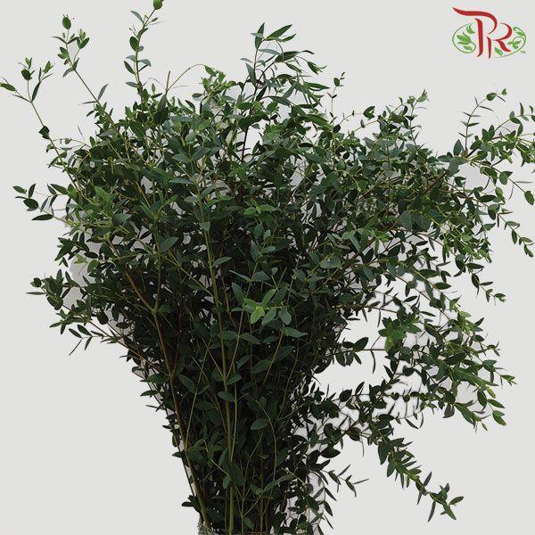 Eucalyptus Parvifolia