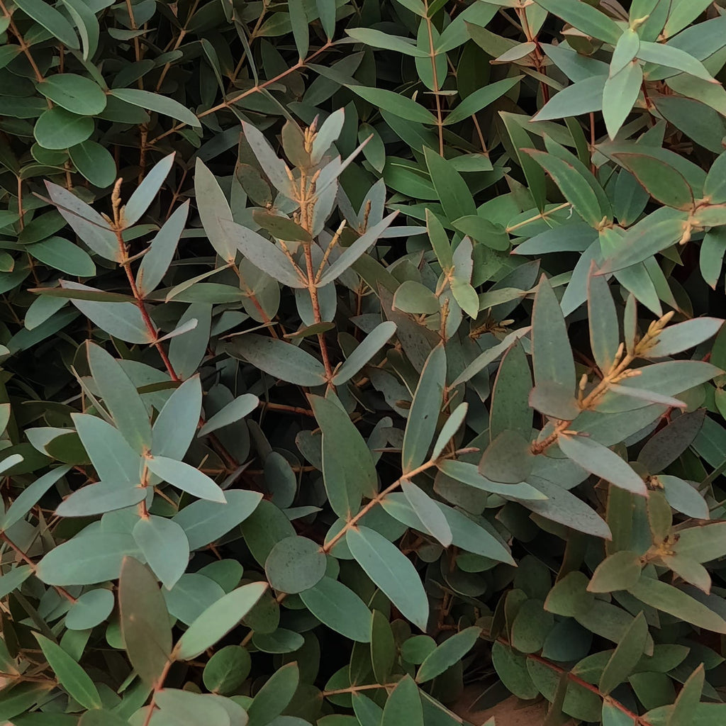 Eucalyptus Parvifolia