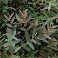 Eucalyptus Parvifolia