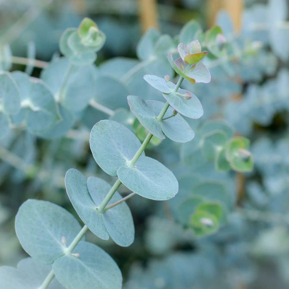 Eucalyptus cinéréa — 150 g