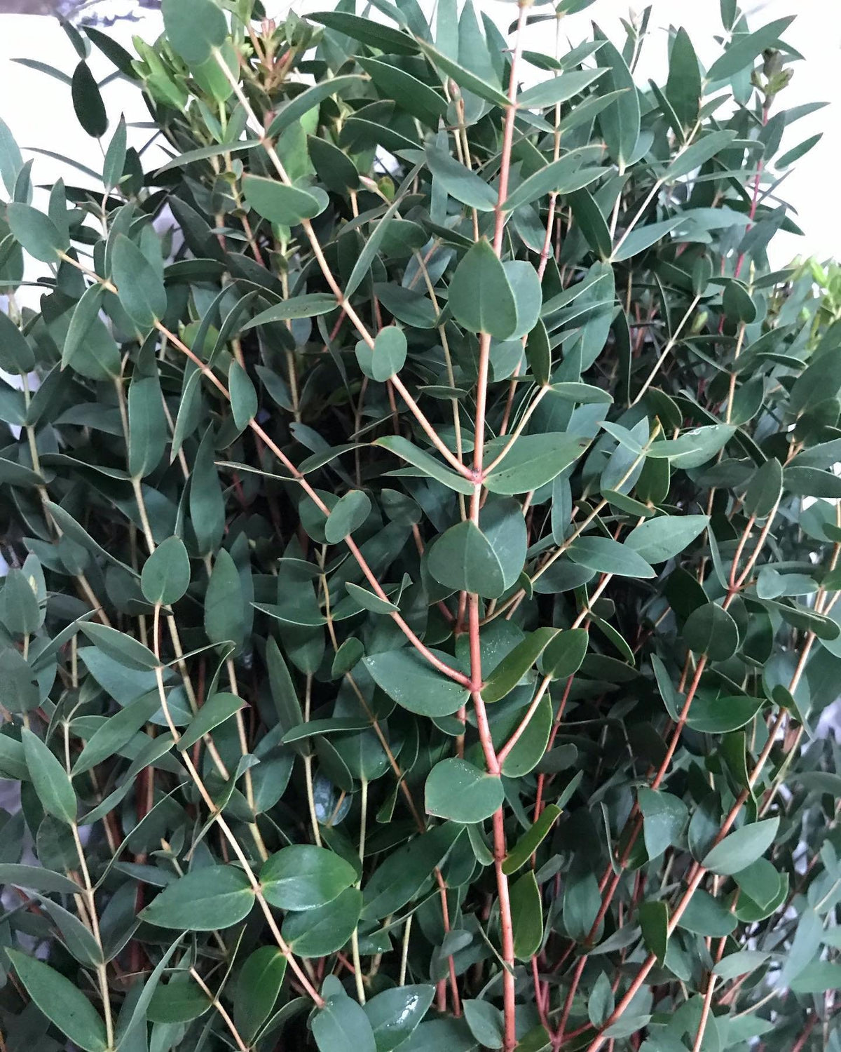 Eucalyptus Parvifolia