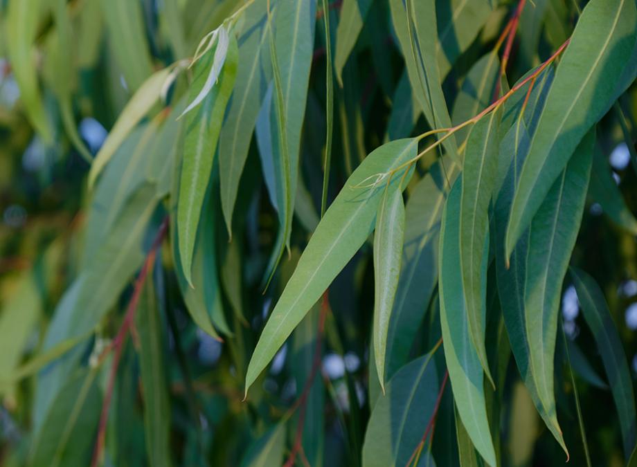 Eucalyptus Nicoli