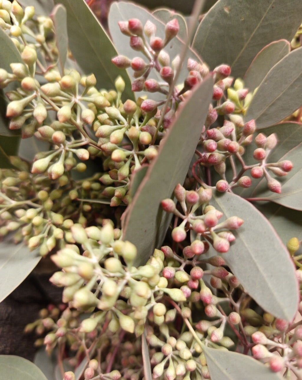 Populus graine — long
