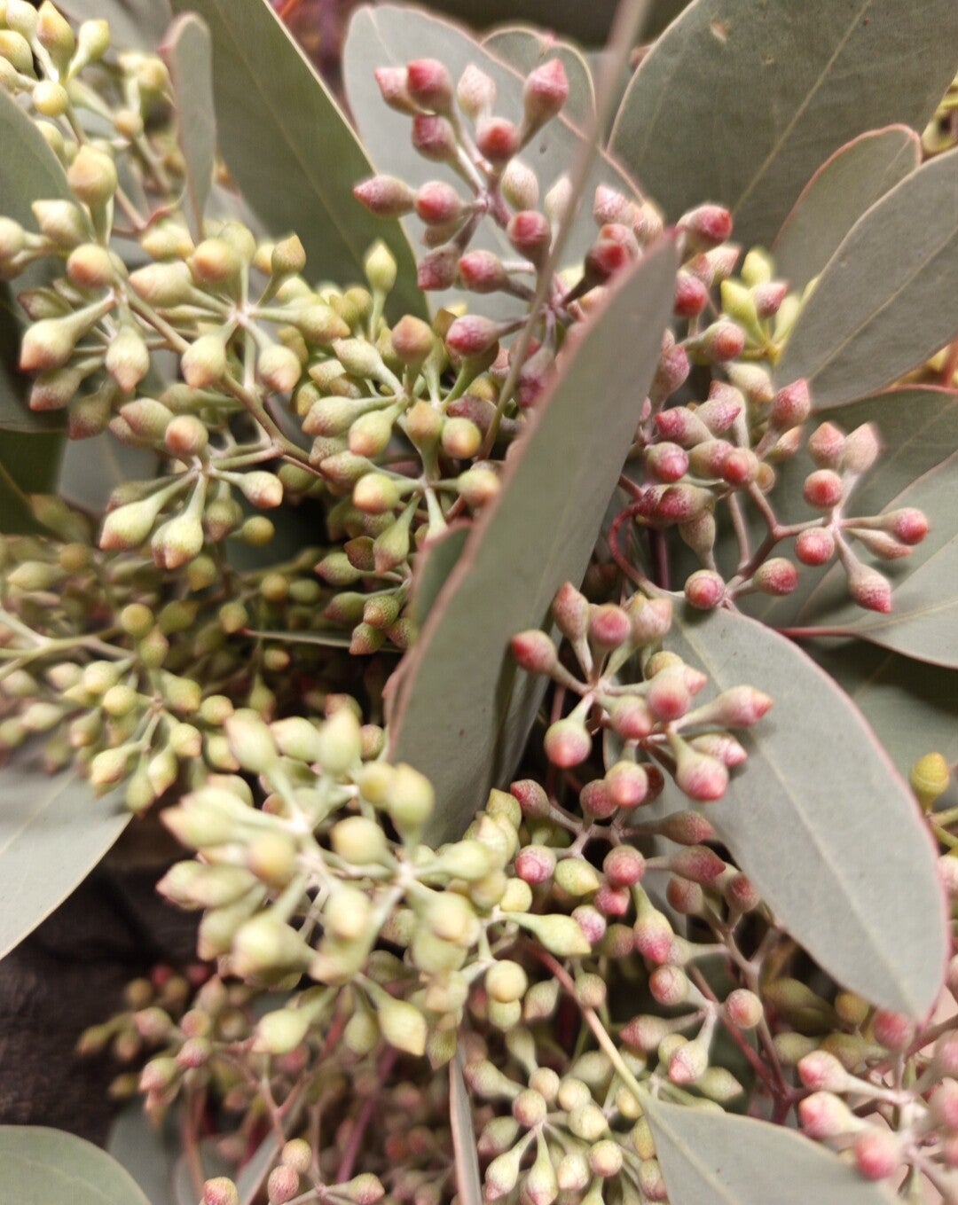 Populus graine — long