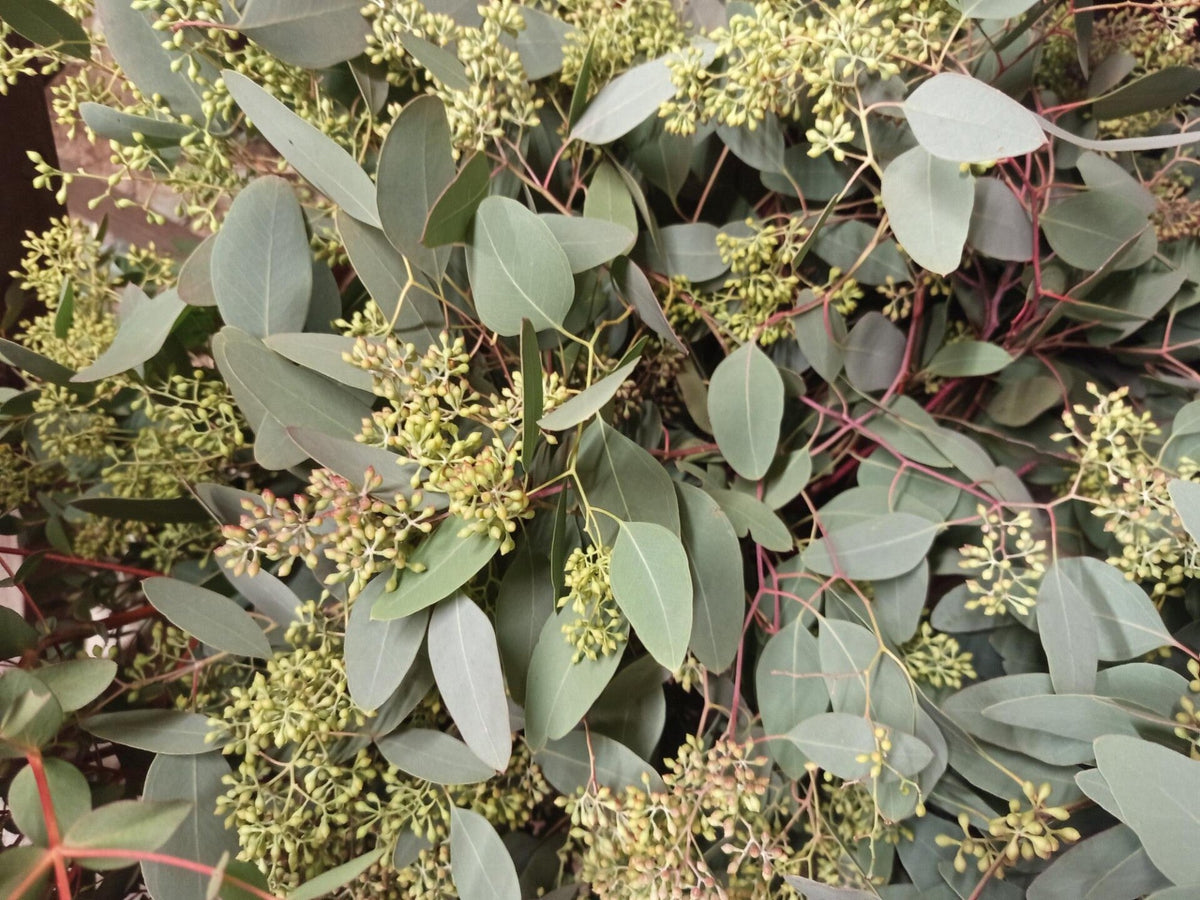 Populus graine — long