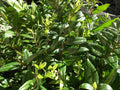 Myrte du maquis, feuillage dense — Eucapec