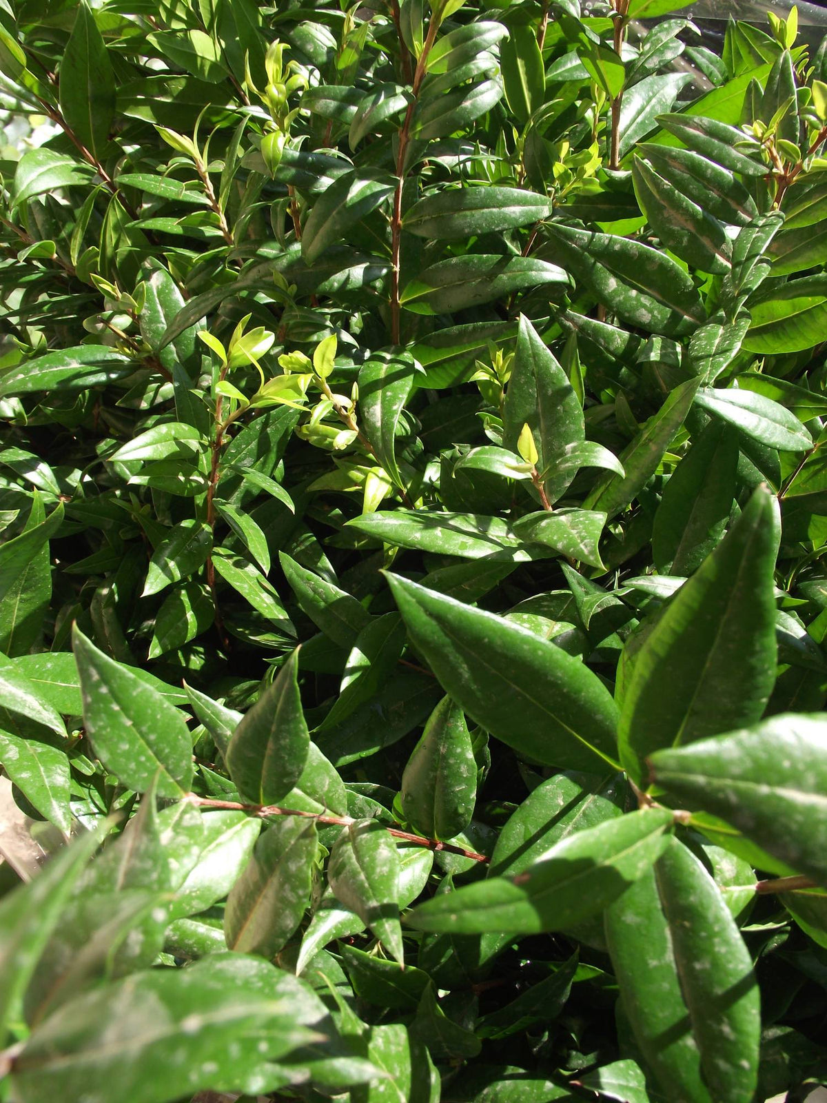 Myrte du maquis, feuillage vernissé — Eucapec