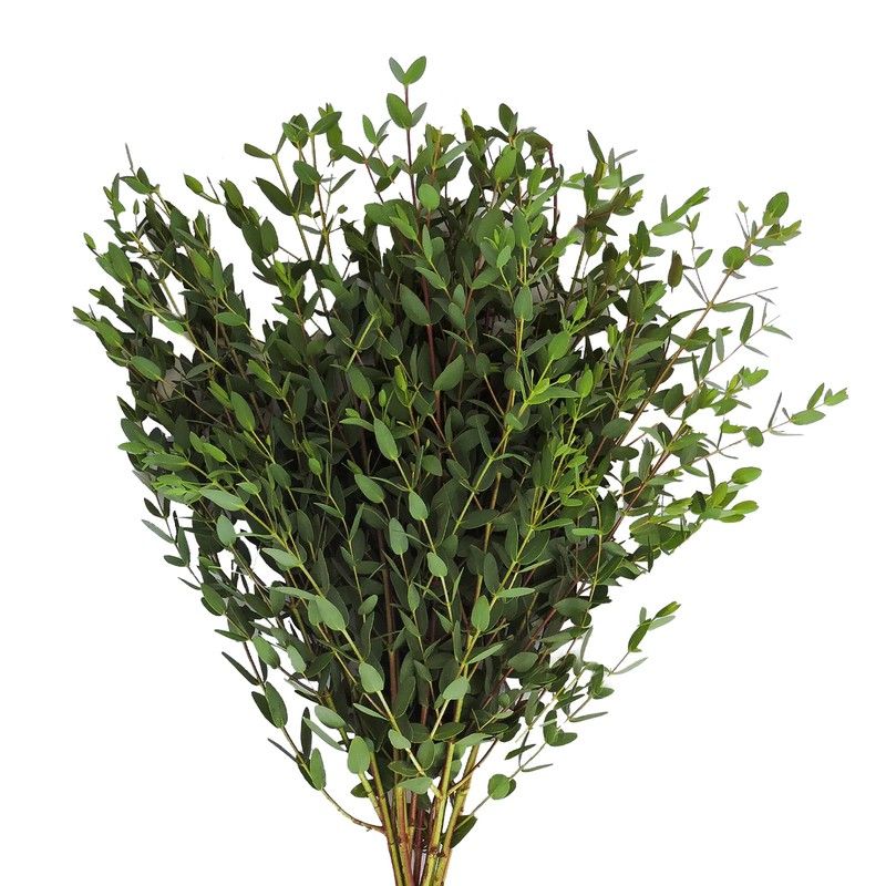 Eucalyptus Parvifolia